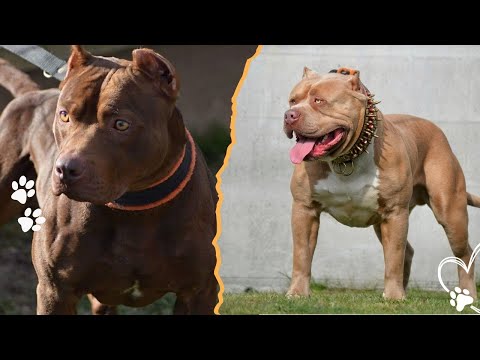 Top Myths About Pitbulls Americans Still Believe サムネイル