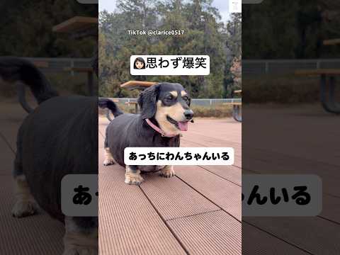 飼い主爆笑、足が短くて届かない　犬　ダックス　犬のいる暮らし 面白い　かわいい犬 サムネイル