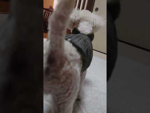 shorts 今日のタローちゃん　トイプードル　2026年1月18日 サムネイル