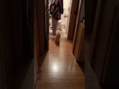 うんぴしたらケツ拭かれにいくトイプーが可愛すぎる トイプードル トイプー イッヌ shorts サムネイル