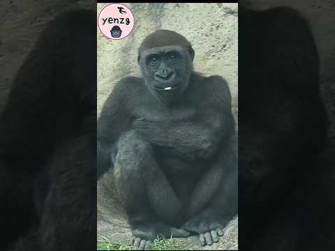 可愛的Jabali gorilla gorillatag taipeizoo 金剛猩猩 台北市立動物園 サムネイル