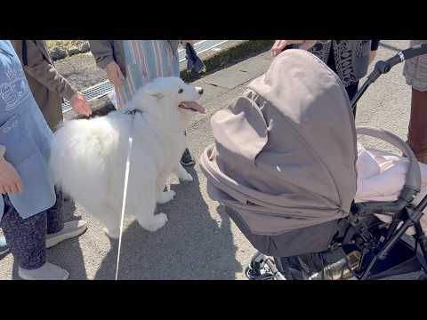 家族でお散歩中、遭遇した婦人会の中に紛れて、赤ちゃんと可愛さストリートバトルを繰り広げるサモエド サムネイル