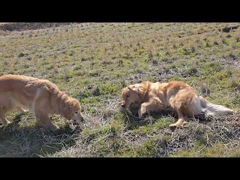 今日からビスとイロハ+トン君の散歩復活。ゴールデンレトリバー３頭の自由時間 サムネイル