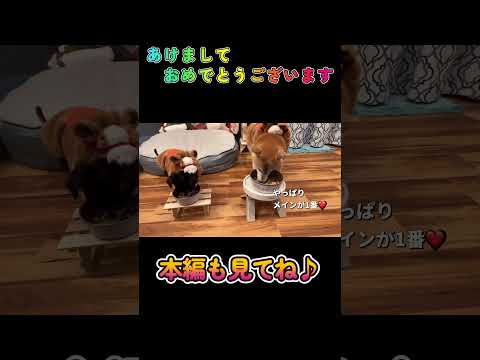 あけましておめでとう✨柴犬 チワワ shorts サムネイル
