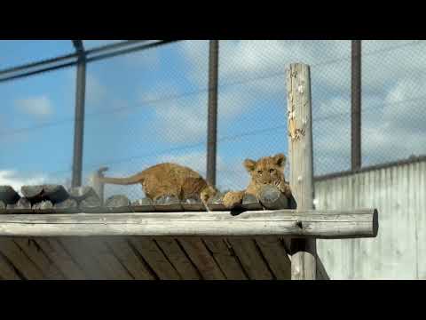 デンくんとアルくん(どっちがは聞かないで〜💦) ライオン　のんほいパークにて　2026年1月23日 サムネイル