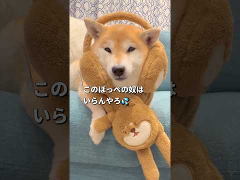柴犬ぬくぬくグッズ🤣柴犬 shibainu shorts サムネイル