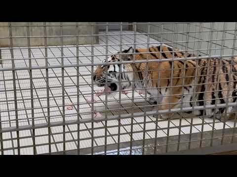 残していたお肉を再び食べ始めたサーシャちゃん　アムールトラ　浜松市動物園にて　2026年2月15日 サムネイル