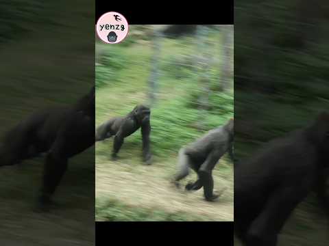 Ringo : 跳到壕溝下我也要追到你🤣 gorilla gorillatag taipeizoo 金剛猩猩 台北市立… サムネイル