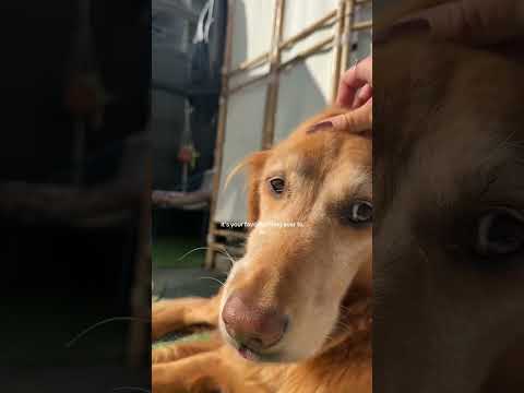 Transparent Lingerie See through Styles Shein 2025 Bikini T… サムネイル