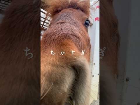 ちかすぎ 東武動物公園 動物 かわいい 癒し 可愛い zoo animals こむぎ　ちかすぎ サムネイル