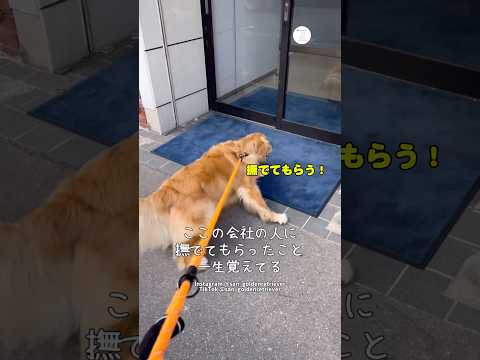 前に撫でてもらった会社の前で、毎回止まる犬  ゴールデンレトリバー 大型犬　犬　面白い　犬のいる暮らし サムネイル