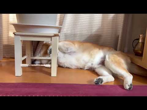 柴犬福 芸術的な寝方の寝正月柴犬🤣Shiba-Sleep🤣 サムネイル