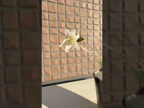 shorts 雪割草が綺麗です♪ 2026年2月6日 サムネイル