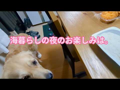 海暮らしの夜のお楽しみと言えば！ゴールデンレトリバーティト サムネイル