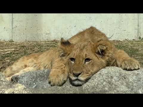 アルくん(？) ライオンファミリー　のんほいパークにて　2026年2月13日 サムネイル