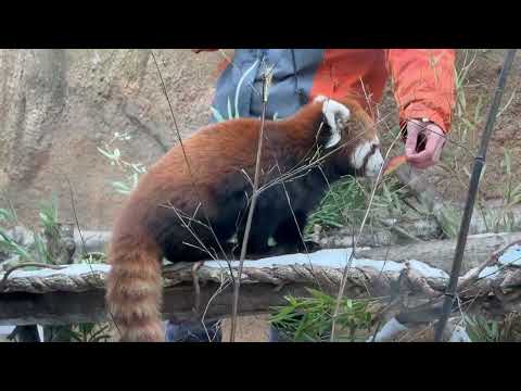 モナカちゃんとグミママのハズバンダリートレーニング　レッサーパンダ　那須どうぶつ王国にて　2026年2月1日 サムネイル