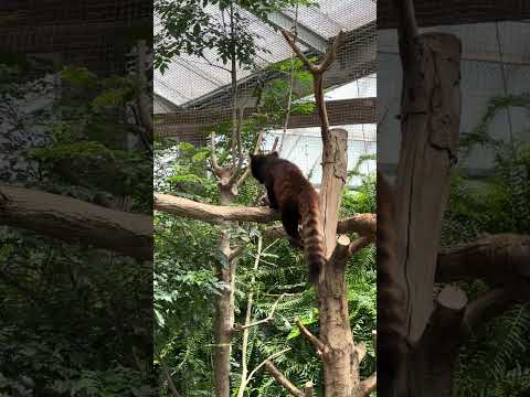 shorts 夏のレッサーパンダ　神戸どうぶつ王国　IMG 5740 サムネイル