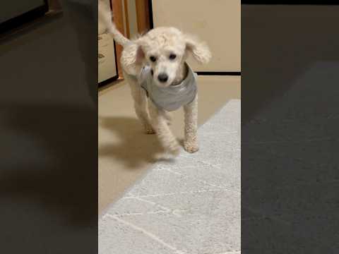 2026年2月2日 サムネイル