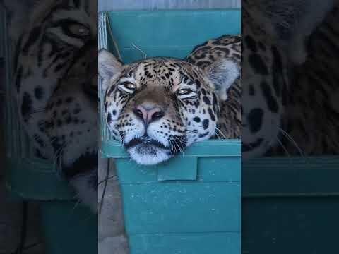 ウトウト…リンド　東武動物公園 動物 かわいい 癒し 可愛い animals 動物園 zoo ジャガー リンド サムネイル