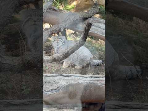 shorts ナゴムくんの機敏な動きに安心😮‍💨　マヌルネコ　那須どうぶつ王国にて　2025年12月31日 サムネイル