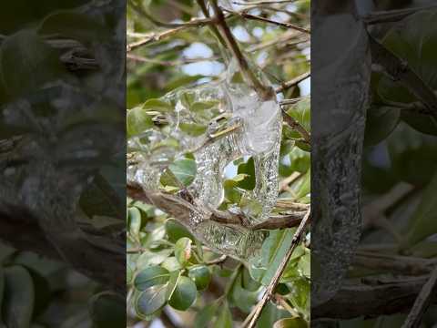 short 雫も凍る世界　那須どうぶつ王国にて　2026年2月1日 サムネイル