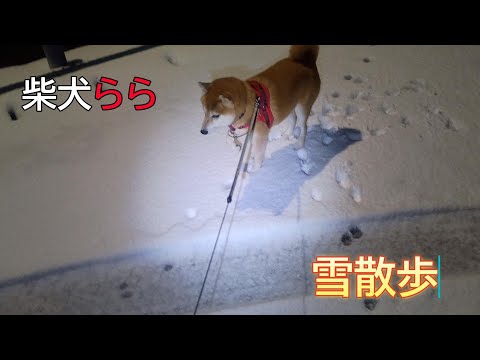 雪散歩 サムネイル
