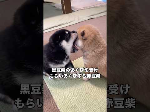 黒豆柴があくびをすると同等かそれ以上の大きな口を開けておっきなあくびをする赤豆柴 豆柴 柴犬 黒柴 赤柴 サムネイル