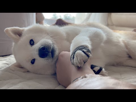 大好きな存在との最終話のような幸せな日々 サムネイル