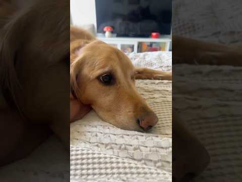 coming home to my golden retriever🥵goldenretreivers dog pup… サムネイル