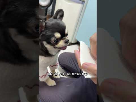 みなさんのワンちゃんはどう？笑　※のぶちゃん少しお腹がゆるくなっただけです！ チワワ サムネイル