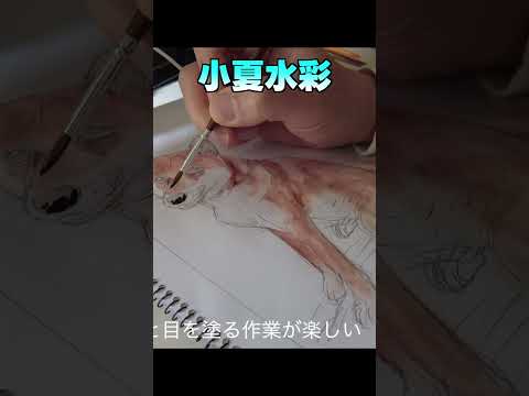 小夏水彩 神戸 柴犬 shiba shibainu 癒し サムネイル