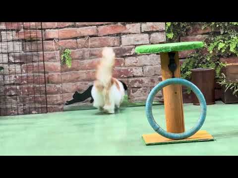 オープニングです〜　なかなか見れない猫によるショー ザ・キャッツ　那須どうぶつ王国にて　2026年2月1日 サムネイル