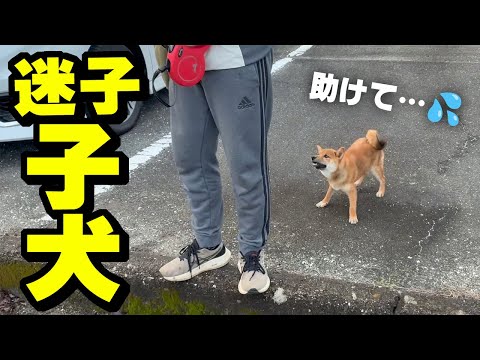 助けを求め迷子の子犬が現れ大混乱…まさかの結末に サムネイル