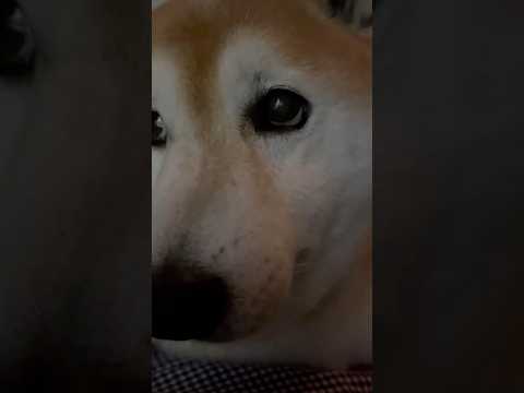 柴犬福 姉の指導中謎のタイミングでえいえいおーされる柴犬🤣Sis and Shiba🤣姉と柴 shorts 柴犬 fu… サムネイル