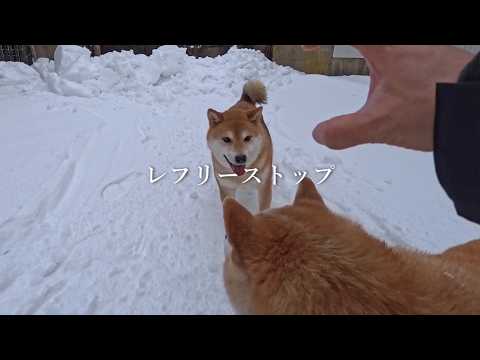 レフリーストップがかかるワンワンプロレス サムネイル