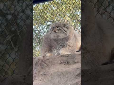 shorts 小さいお友達から見ても可愛いオリーヴァちゃん　マヌルネコ　埼玉県こども動物自然公園にて　2026年3月7日 サムネイル