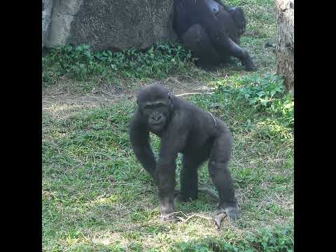 chest beating.little gorilla Ringo 4y6m old shorts. R搥胸. 12… サムネイル