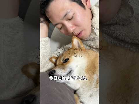 ごんちゃん逃げてwww 柴犬 shorts 愛 サムネイル