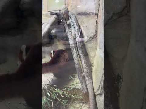 shorts 大福くん　レッサーパンダ　那須どうぶつ王国にて　2026年1月30日 サムネイル