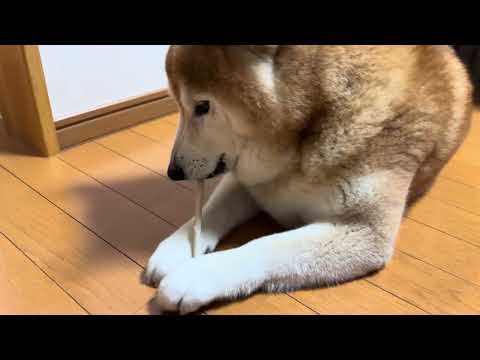 柴犬福 歯ブラシを奪った柴犬🤣Shiba-brush🤣 サムネイル