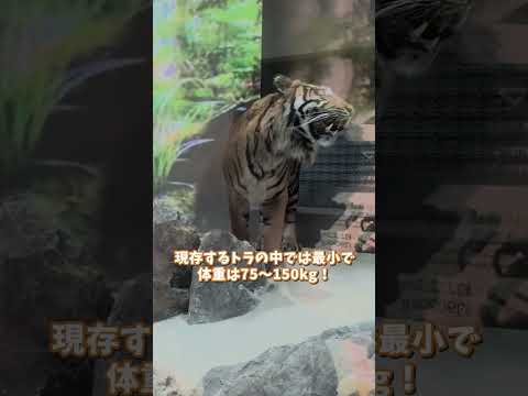【東山動植物園】迫力満点！森の王者スマトラトラ🐯shorts サムネイル