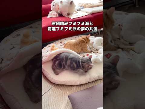 布団噛みフミフミ派と前進フミフミ派の夢の共演がこれ ベンガル アメショ アメリカンショートヘア 茶トラ サムネイル