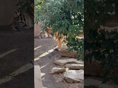 shorts ミシュカくん　アムールトラ🐯　王子動物園　2025年12月27日 サムネイル