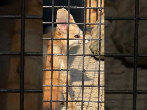 shorts フェネックさん近い🫢　ごかつら池どうぶつパークにて　2026年1月24日 サムネイル