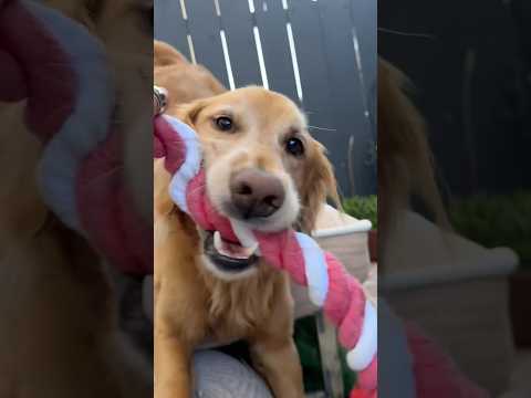 coming home to my golden retriever🥵goldenretreivers dog pup… サムネイル