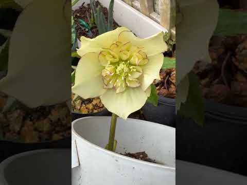 shorts クリスマスローズが咲きました〜 サムネイル