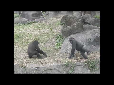 gorilla brothers Jabali 5y3m old & Ringo 4y8m old.eat? shor… サムネイル