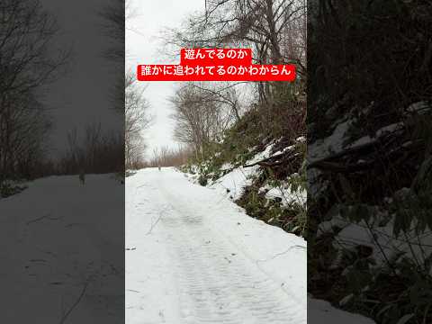 追われてるのか？shorts ゴールデンレトリバー puppy ゴールデンレトリバー子犬 グレートピレニーズ 山の神 サムネイル