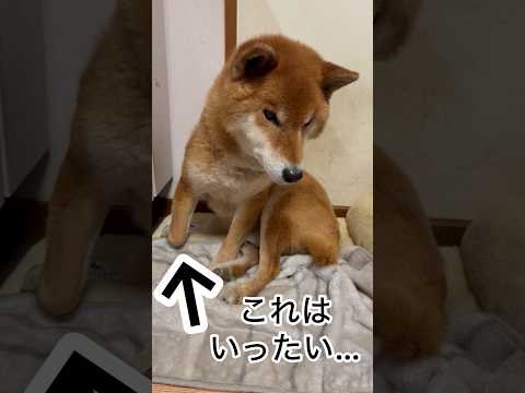 ’26.2.17 力丸のやせ我慢… 柴犬 shibainu 柴犬のいる暮らし 柴犬の日常 眠い犬 寝顔 力丸 サムネイル