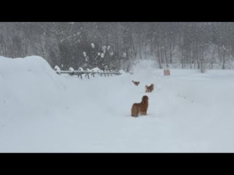ミントの大冒険 がライブ配信中！ サムネイル